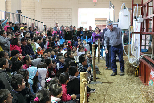 Dallas ISD students watch a milking demonstration at the Texas State Fair as part of a Farm to School Month field trip. (Photo credit: Dallas ISD) 