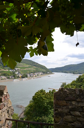 Rheingau Romantik Tour_castle vines overlooking Rhein