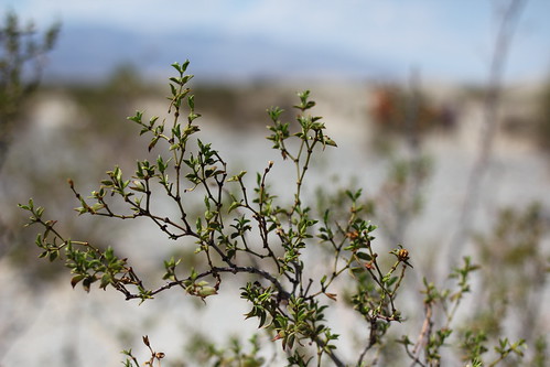 What grows in Death Valley?