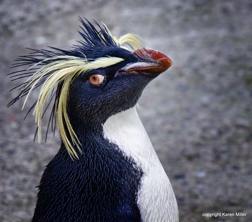 Rockhopper penguin by kfjmiller