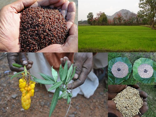 Validated and Potential Medicinal Rice Formulations for Hypertension and/with Diabetes mellitus Type 2 Complications (TH Group-268) from Pankaj Oudhia’s Medicinal Plant Database by Pankaj Oudhia