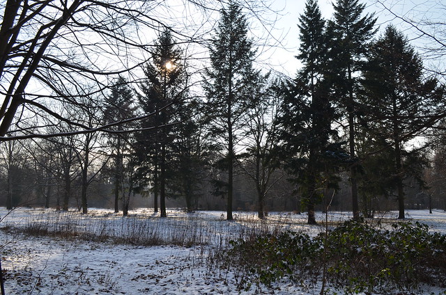 Snow Day in Pankow Volkspark Schönholzer Heide sun through line of trees