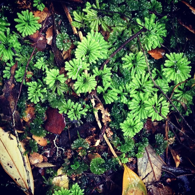 Forest floor #moss #faerieslivehere #tasmania #instatassie