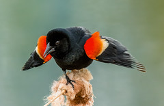 Blackbirds & Orioles (Icteridae)