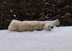 Svalbard Wildlife 2013