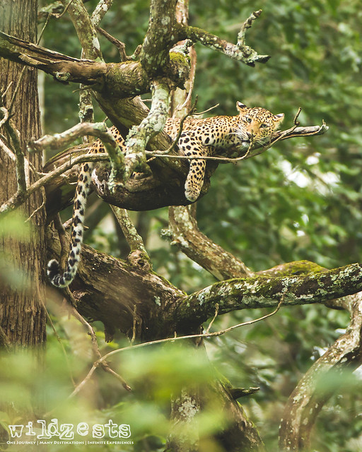 Leopard---Safari-#1