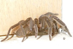 Philippine Dwarf Tarantula