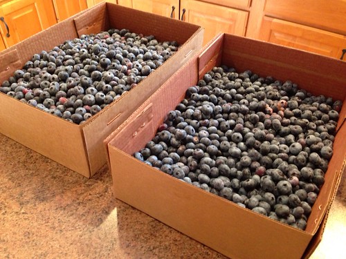 Blueberries 2013