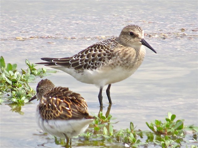 Baird's Sandpiper and Least Sandpiper at El Paso Sewage Treatment Center in Woodford County, IL 01