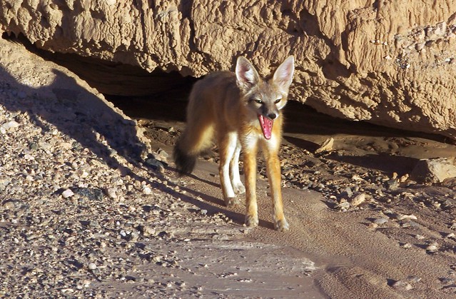 Fennec Fox, Cathedral Gorge State Park Nevada