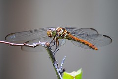 Dragonflies - III
