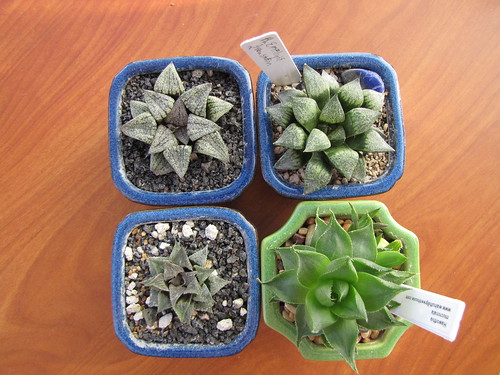 small grid of haworthia by flyingbytheseatofmypants