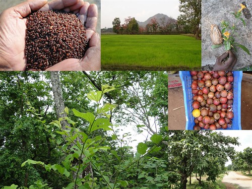 Validated and Potential Medicinal Rice Formulations for Diabetes (Madhumeha) and Cancer Complications and Revitalization of Kidney (TH Group-164) from Pankaj Oudhia’s Medicinal Plant Database by Pankaj Oudhia