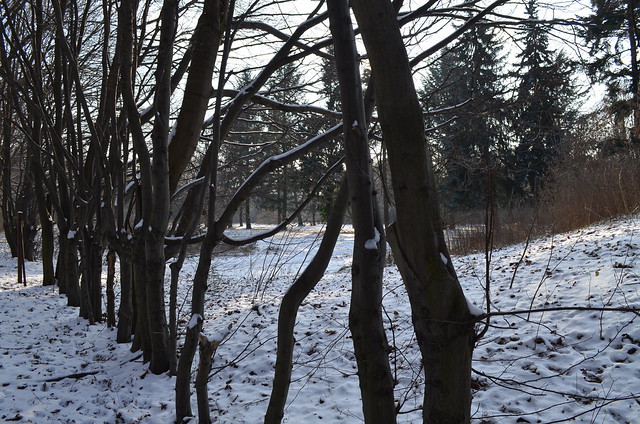 Snow day in Pankow Volkspark Schönholzer Heide line of trees