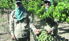 Arrancó San Juan con la cosecha de uvas para vinos de alta gama