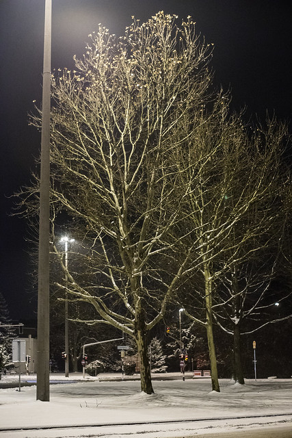 Trees in the dark, Linz - MC Rokkor 58mm/1.2 at f/2.8, 1/80sec, ISO 6400