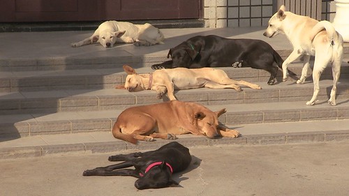 無攻擊性的狗狗悠閒的在廣場上曬太陽。