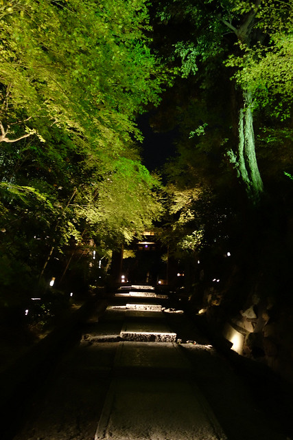 京都春の夜間拝観