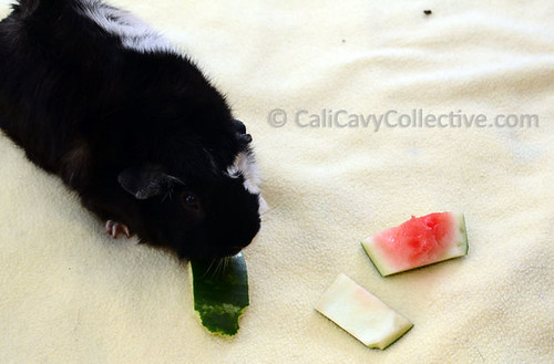 Revy the guinea pig eating watermelon rind