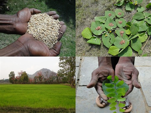 Medicinal Rice Formulations for Diabetes Complications, Heart and Liver Diseases (TH Group-67) from Pankaj Oudhia’s Medicinal Plant Database by Pankaj Oudhia
