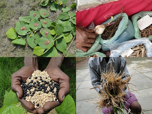 Medicinal Rice Formulations for Diabetes Complications, Heart and Kidney Diseases (TH Group-89) from Pankaj Oudhia’s Medicinal Plant Database by Pankaj Oudhia
