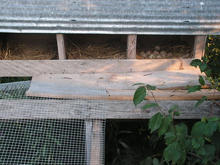 ramp for nest boxes