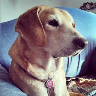 Sophie waiting for her morning treat... A @caseyjonesbones of course! #dogstagram #houndmix