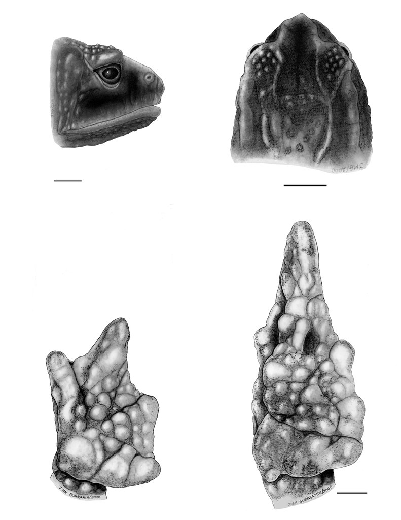 <i>Osornophryne bufoniformis</i> Osornosapo bufoniforme
