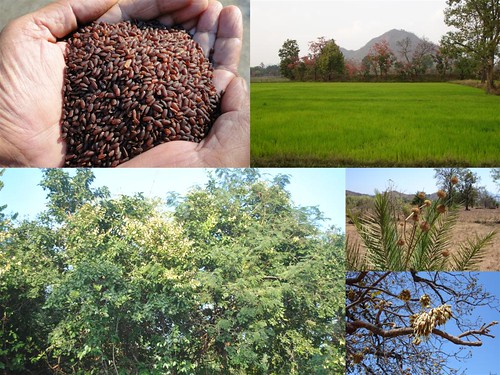 Validated and Potential Medicinal Rice Formulations for Diabetes (Madhu Prameh) and Cancer Complications and Revitalization of Kidney (TH Group-176) from Pankaj Oudhia’s Medicinal Plant Database by Pankaj Oudhia