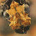 Scarce Fungus Weevil - Platyrhinus resinosus (cleaned up shot)