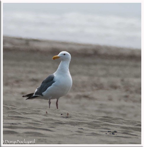 CA-Seagulls