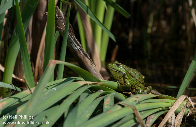 marsh frog-14