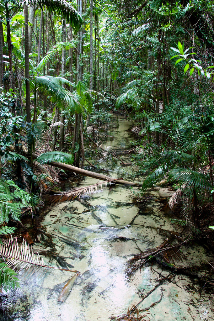 Fraser Island - the only place, where rainforest grows on sandy soil.