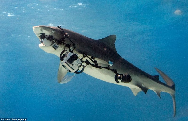 Smile!  Tiger Shark steals $18,000 camera rig