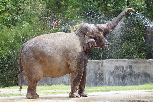 National Zoos Asian Elephants by HolidayInnDC