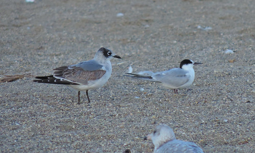 Franklin's Gull and Common Tern, East Fork 10/20/2013