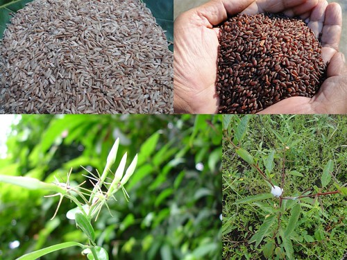 Traditionally Proven Medicinal Rice Formulations for Diabetes (Madhumeha) and Cancer Complications and Revitalization of Pancreas (TH Group-145 special) from Pankaj Oudhia’s Medicinal Plant Database by Pankaj Oudhia