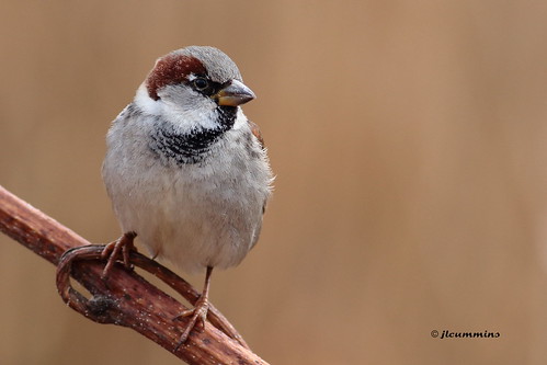 House sparrow by jlcummins - Washington State