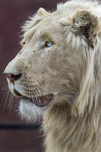 Profile of a white young male lion by Tambako the Jaguar