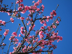 01.19.14 Cherry Blossoms in Wahiawa, Hawaii