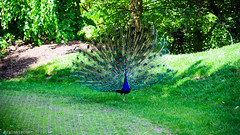 Peacocks on the Grounds For Sculpture