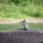Kingfisher on the back of a hippo in the Kazinga Channel at Queen Elizabeth National Park, Uganda