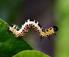 Caterpillars, Larvae & Pupae