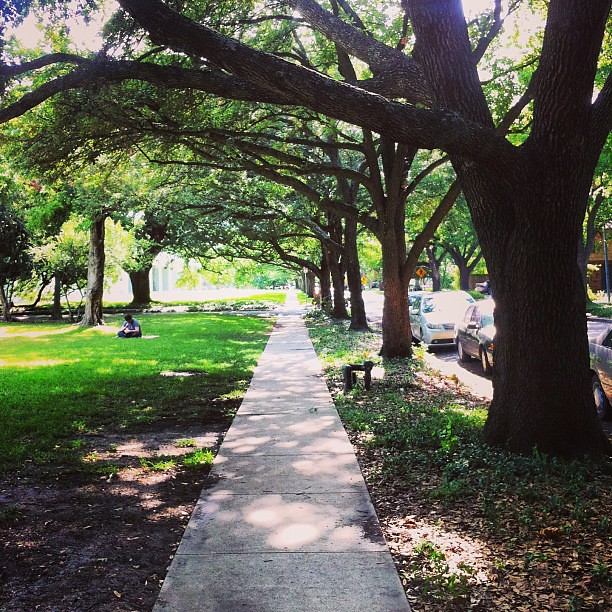 I do love a good tree-lined walkway.