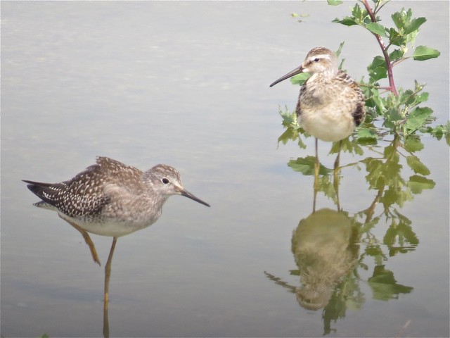 Stilt Sandpiper and Lesser Yellowlegs at El Paso Sewage Treatment Center in Woodford County, IL 09