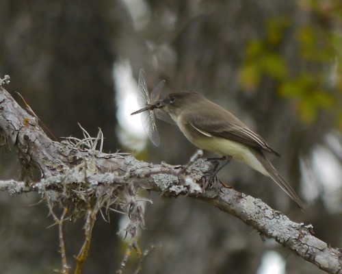 Eastern Phoebe with Dragonfly