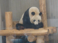 Panda02
