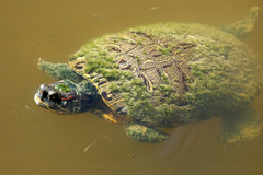 Florida Reptiles and Amphibians