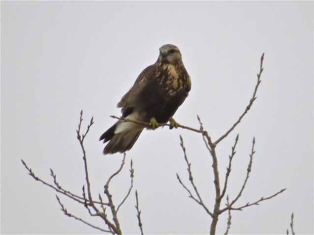 Rough-legged Hawk near Shabonna Lake State Park in DeKalb County, IL 03