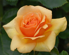 Central Park Roses 6-24-2012A